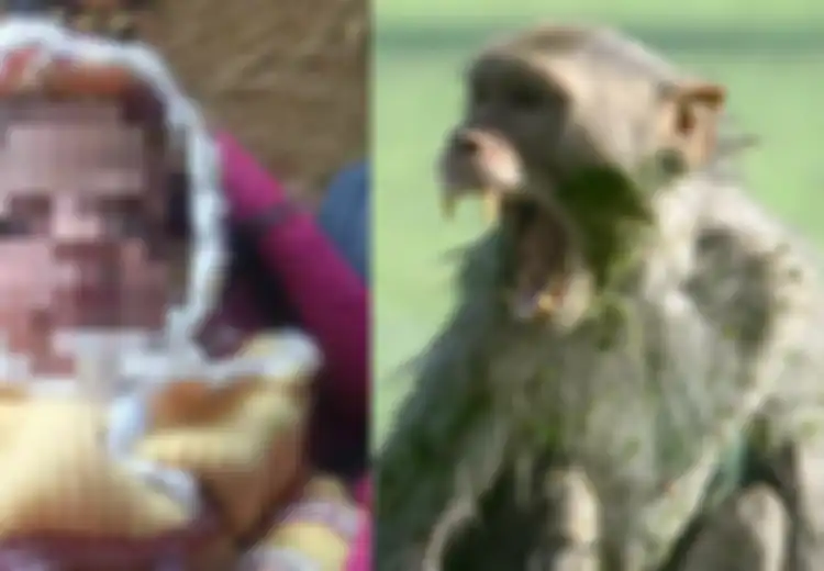 Tragis, Nyawa Bayi Berusia 12 Hari Ini Melayang di Tangan Seekor Monyet