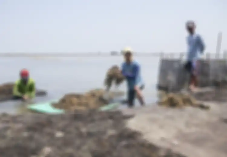 Memotret Sosok-Sosok Inspiratif di Pantura (1): Garap Rumput Laut Untuk Jadi Bandeng