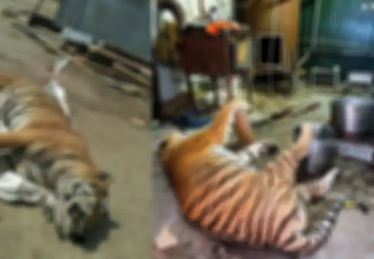 Nasib Tragis Harimau di Peternakan Ilegal, Setiap Bagian Tubuhnya Dipotong-potong untuk Kemudian Dijual Seharga Ini