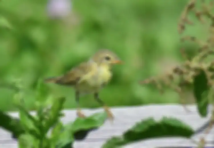 Meski Ukuran Tubuhnya Mungil, Burung Ini Mampu Terbang Lintas Benua Hingga Ribuan Kilometer