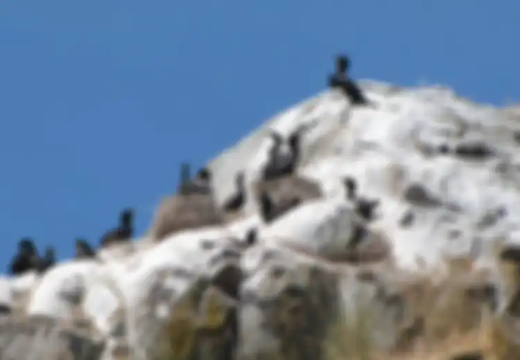 Kotoran Burung Ini Jadi Sumber Pendapatan Terbesar Peru, Sekaligus Pemicu Perang dengan Amerika Serikat