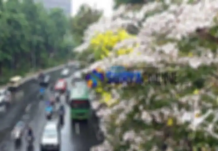 Tak Sekadar Cantik, Bunga Tabebuya yang Bikin Kota Surabaya jadi 'Romantis' Juga Bermanfaat untuk Penderita AIDS