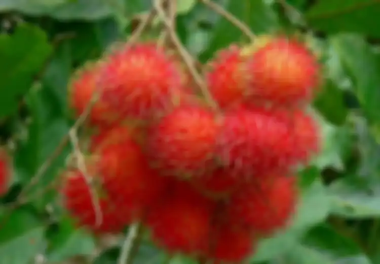 Selain Buahnya, Biji dan Kulit Rambutan Miliki Khasiat Luar Biasa untuk Obat hingga Kecantikan