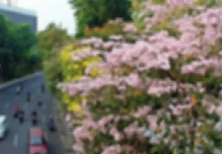 4 Fakta Bunga Tabebuya yang Mirip dengan Bunga Sakura Jepang, Ternyata Bukan Berasal dari Jepang