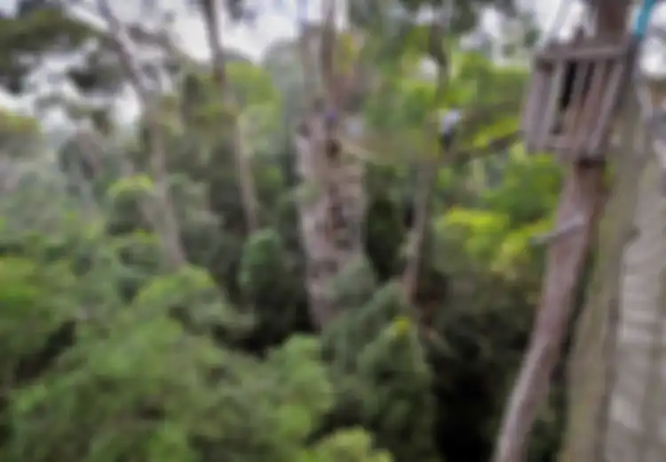 Jembatan Gantung Bukit Bangkirai, Wisata Alam yang Menggoyang Adrenalin