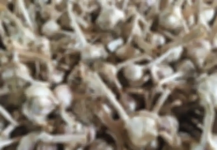 Terjadi Sekejap Malam, Bagaimana Bisa Bawang-bawang di Kebun Ini Ludes 'Dipanen' Pencuri?