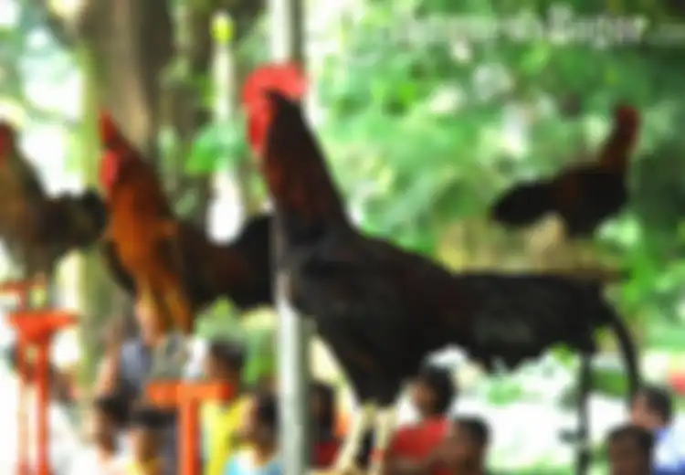 Memelihara Ayam di Rumah Sama Saja dengan 'Memelihara' Bom Waktu dengan Kekuatan Mematikan
