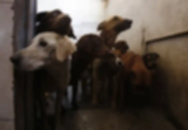 Gara-gara Beri Makan Anjing Jalanan, Wanita Ini 'Diseret' ke Pengadilan dan Terancam Penjara
