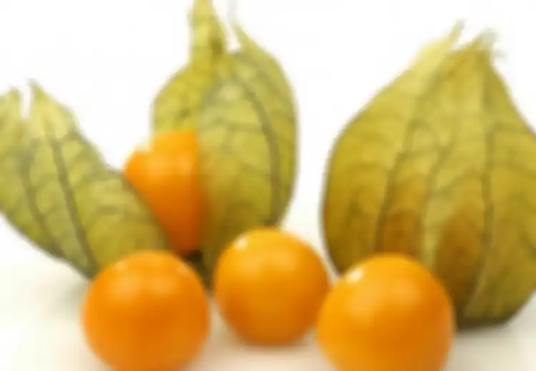 Dulu Dicampakkan, Kini Buah Ceplukan Jadi Buruan, Harganya Selangit!