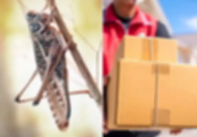 Membeli Jangkrik Melalui Online, Hal Mengejutkan Terjadi Setelah Paketannya Dibuka