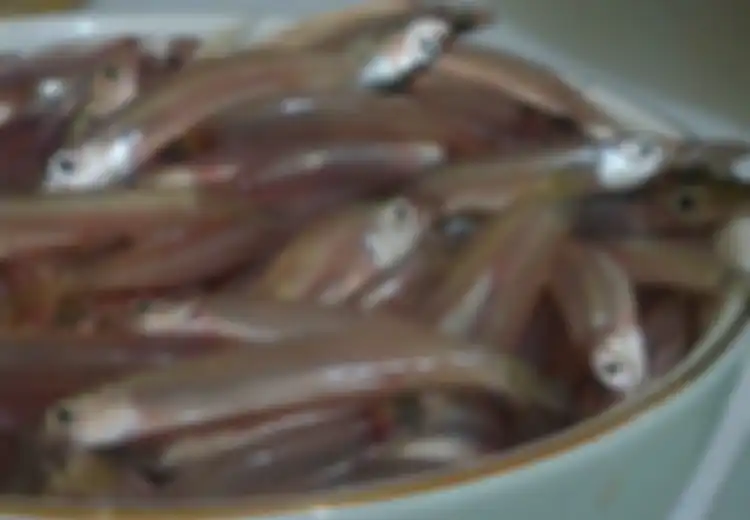 Harganya Murah Meriah, Ternyata Ikan Teri Masuk Dalam Daftar 5 Makanan Pendongkrak Kecerdasan Otak Lho