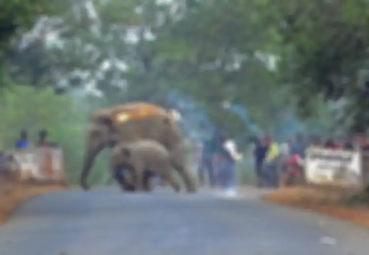 Nasib Mengenaskan Gajah-gajah Tak Berdosa, Diburu Manusia, Diambil Gading, Hingga Dibakar Hidup-hidup
