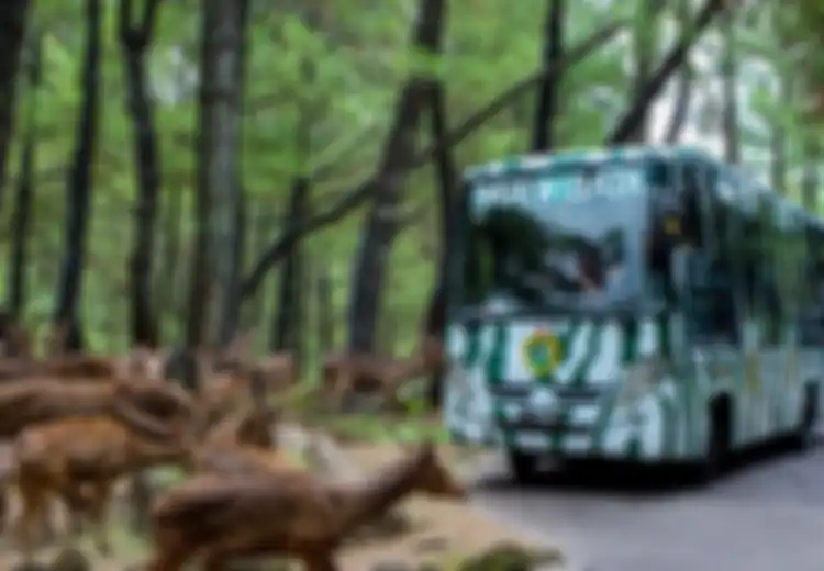 Bertualang di Taman Safari Terbesar di Indonesia, Prigen 