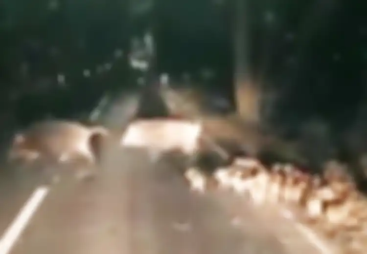 (Video) Momen Lucu ketika Puluhan Ekor Bayi Babi Hutan Menyeberang Jalan