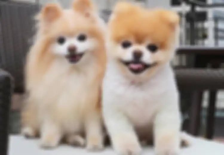 Anjing Terlucu di Dunia Bernama 'Boo' Ini Mati karena 'Patah Hati'