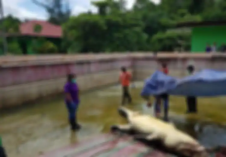 Inilah Isi Perut Merry: Buaya Pemakan Manusia yang Mati karena Stres