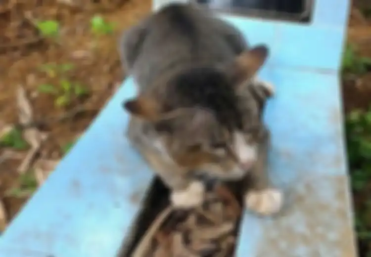 Jarang Lihat Bangkai Kucing yang Mati? Ternyata Inilah Alasannya!