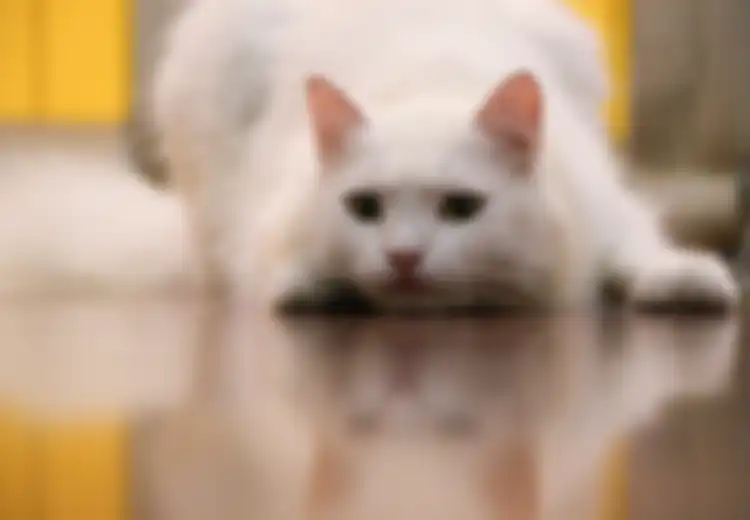 Hati-hati, Parasit yang Disebarkan Kucing Ternyata Bisa Menyebabkan Skizofrenia pada Manusia