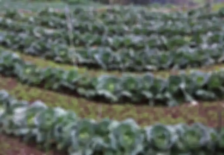 Harga Sayur Kol Anjlok Drastis, Ini Manfaat Kesehatan yang Didapat dari Mengonsumsi Jus Kol
