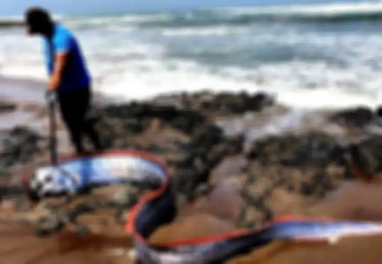 Ikan Ini Muncul Ke Daratan, Penduduk Jepang Khawatir akan Terjadi Gempa dan Tsunami