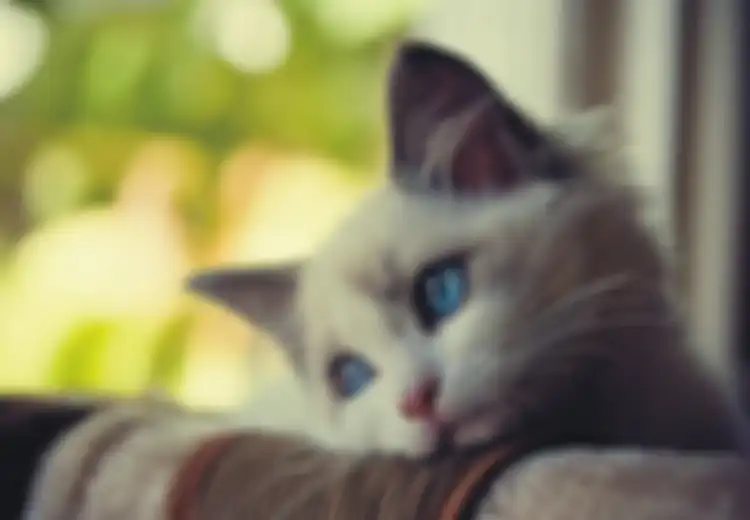 Bukan Ponsel atau Narkoba, Tapi Wanita Ini Selundupkan 2 Ekor Kucing di Tubuhnya Dengan Cara Pura-pura Hamil