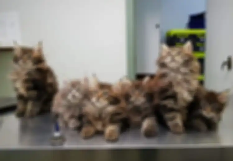 Inilah 5 Manfaat Kesehatan yang Akan Anda Dapatkan dari Memelihara Kucing