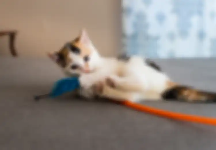 Inilah Jawaban Kucing Jantan Belang Tiga Selalu Dimakan Induknya