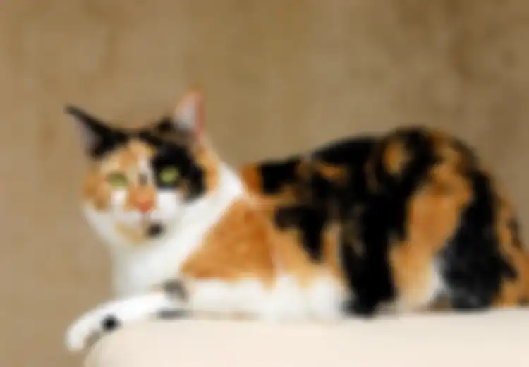 Kucing Tiga Warna; Ini Lima Hal Menarik tentang Kucing Calico