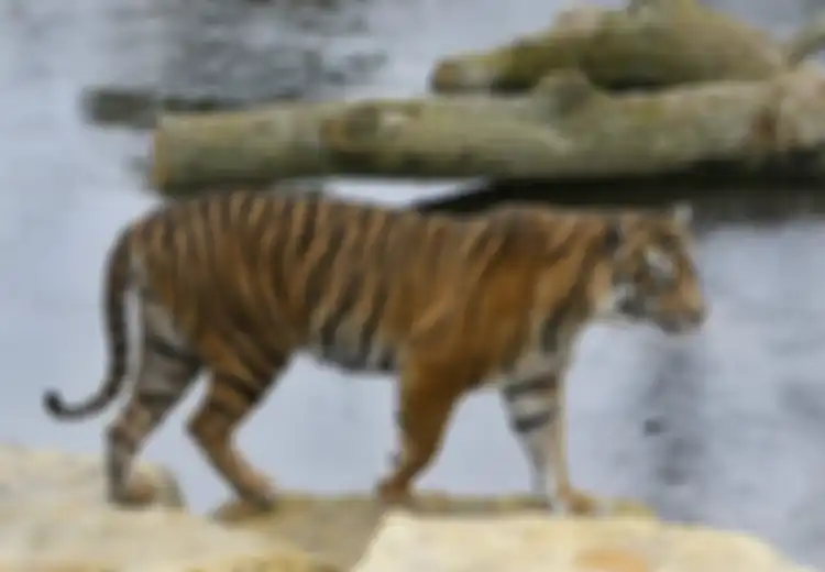 Malangnya Si Melati, Harimau Betina yang Dibunuh Secara Brutal oleh Pasangannya Sendiri Saat Melakukan Kencan Pertama Mereka