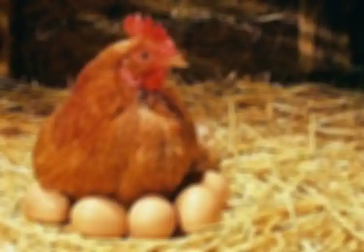 Punya 'Kekuatan Super', Telur-telur Ayam Ini Anti-Kanker, Kok Bisa?