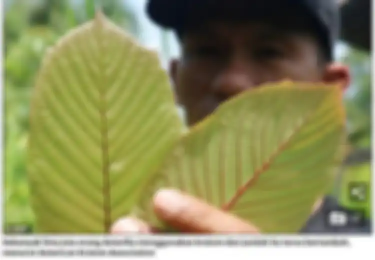 Kratom, Obat Ajaib dari Pedalaman Kalimantan yang Memiliki Efek Mirip Morfin, Kini Diekspor ke Seluruh Dunia