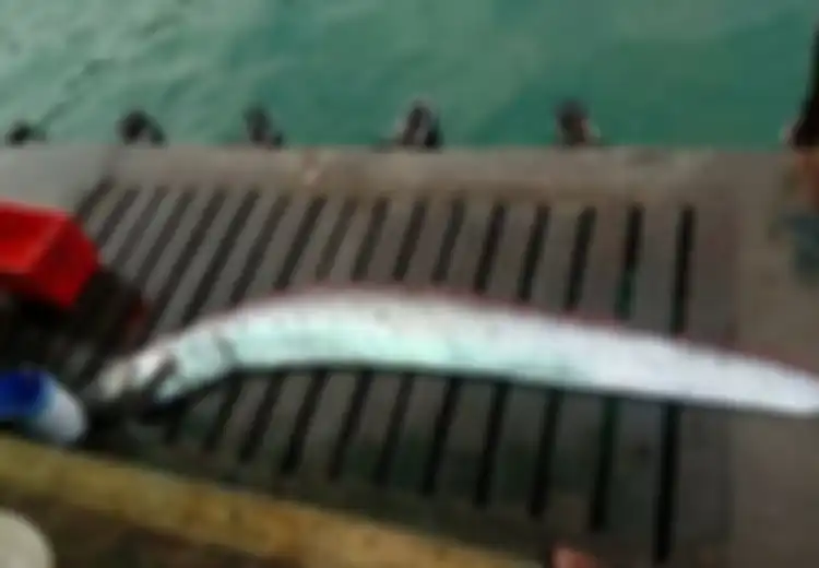 Ikan 'Penanda' Gempa dan Tsunami Fukushima Tertangkap Nelayan, Warga Peru Siaga Gempa dan Tsunami