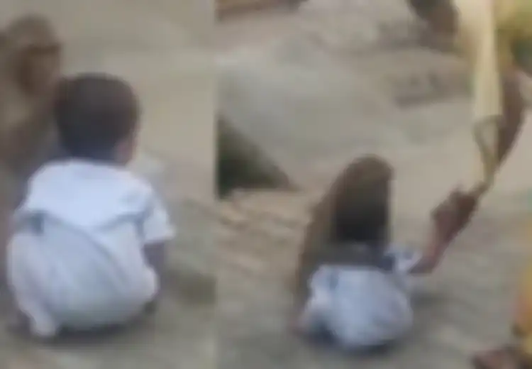 Seekor Monyet Menculik Bocah Dua Tahun Lalu Memperlakukannya Bak Anak Sendiri