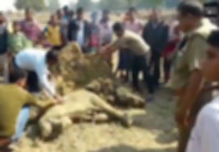 Akhir Tragis Seekor Anak Gajah yang Tewas Akibat Konflik dengan Sekelompok Manusia