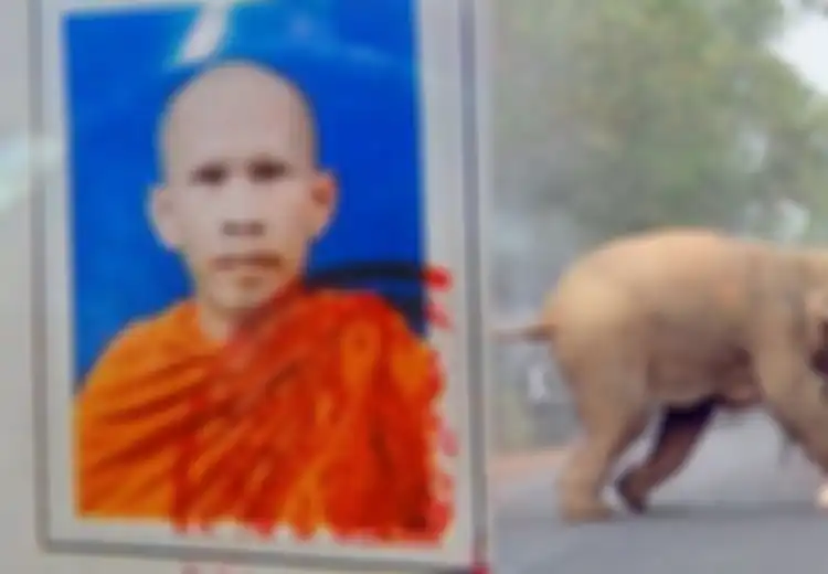 Seorang Biksu Merelakan Dirinya Tewas Diinjak Gajah Liar, Alasannya Sungguh Bijak