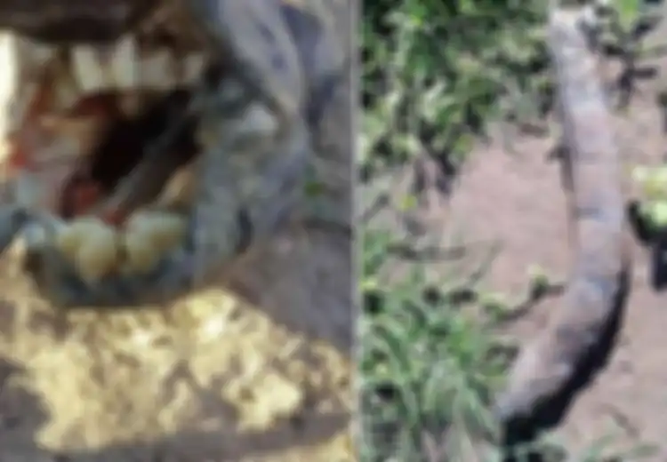 Sempat Buat Kaget, Temuan Makhluk Apakah Ini yang Bergigi dan Mirip Manusia?