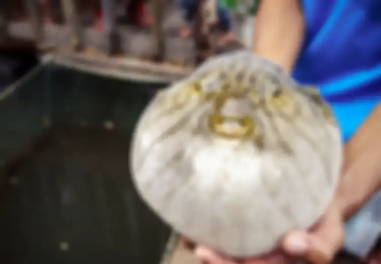 Tak Heran Tiga Orang Tewas Setelah Makan Ikan Buntal, Faktanya Racun Ikan Buntal Sanggup Bunuh 30 Orang, Dipercaya 1000 Kali Lebih Kuat dari Sianida, Berikut Fakta Racun Ikan Buntal