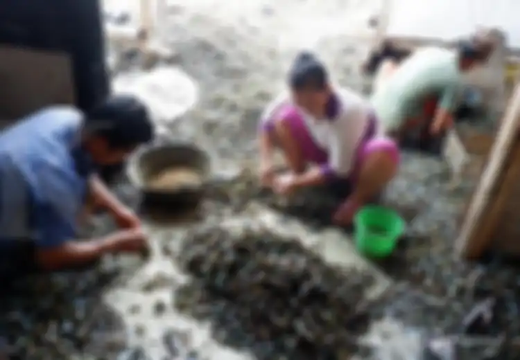 Hati-hati, Kerang Hijau dari Teluk Jakarta Beracun, Tak Layak Dikonsumsi