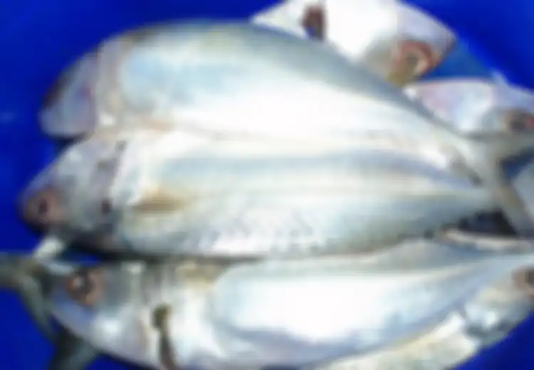 Faktanya, Ikan Kembung Lebih Bergizi Ketimbang Salmon, Bisa Bikin Panjang Umur