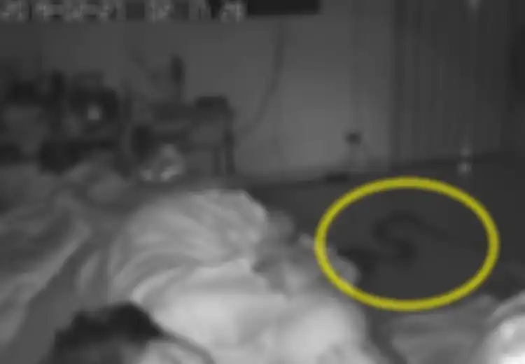 Merasa Ada yang Bergerak di Kakinya, Nenek Ini Kaget Temukan Ular Mematikan Bersiap Menyerangnya
