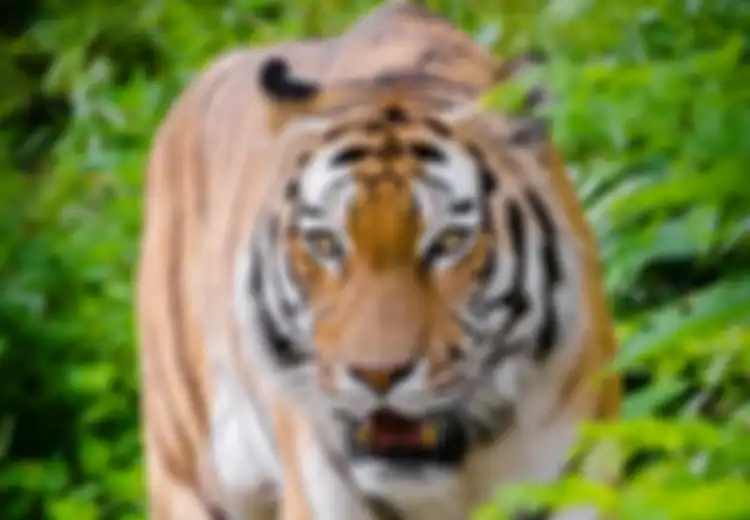 Sedang Mandi, Warga Riau Ini Tewas  Diterkam Harimau, Saat Ditemukan Hanya Ini Bagian yang Tersisa Dari Jasadnya