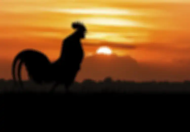 Inilah yang Akan Terjadi di Sekitar Anda Saat Ayam Jago Berkokok pada Malam Hari 