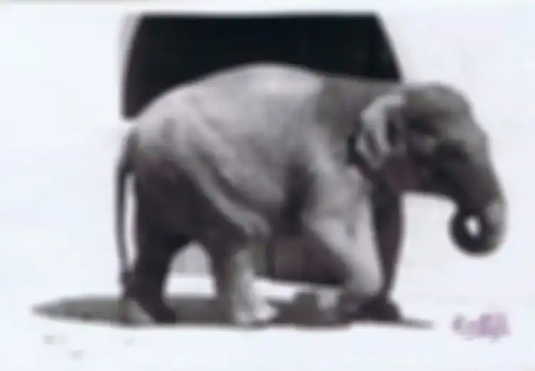 Setelah 43 Tahun Kesepian dan Depresi, Gajah Paling Menyedihkan di Dunia Ini pun Mati