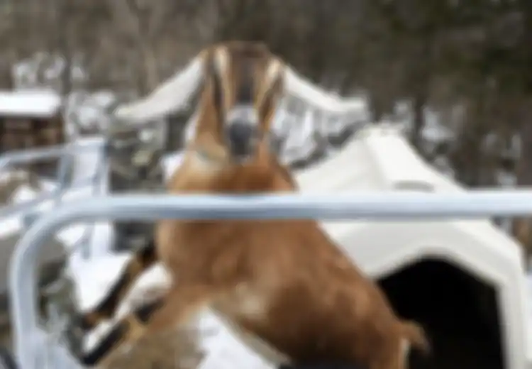 Cerita Unik Lincoln, Seekor Kambing yang Terpilih sebagai 'Wali Kota' di Kota Kecil AS