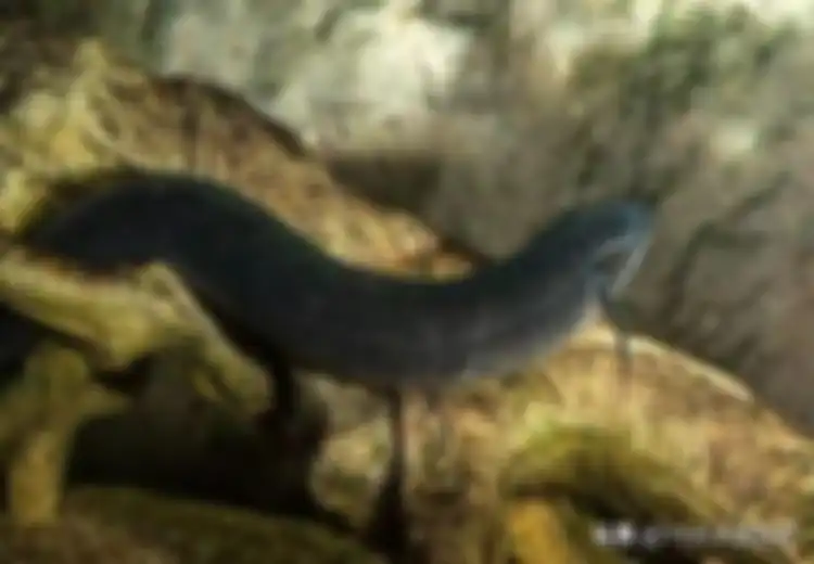 Lungfish, Ikan 'Mayat Hidup' yang Mampu Bertahan Hidup Selama 4 Tahun Meski Tanpa Air