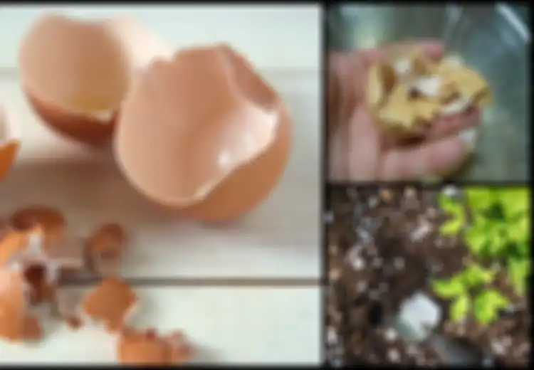 Termasuk 'Pemanis Kopi', Ini 5 Manfaat Kulit Telur yang Jarang Diketahui Orang