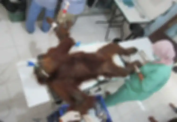 74 Peluru Bersarang di Tubuh Orangutan hingga Sebabkan Kritis, Kini Kondisinya Telah Membaik