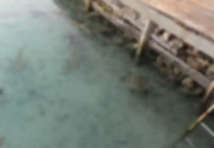 110 Hiu di Penangkaran Karimunjawa Mati Mendadak, Apa Penyebabnya?