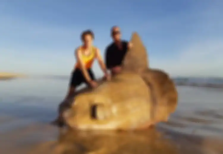Ikan Raksasa dengan Panjang 1,8 Meter dan Berkulit Kasar Ditemukan Terdampar di Pantai Australia, Berbahayakah?