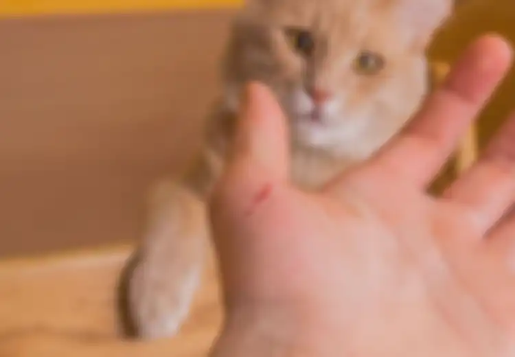 Berawal Dari Dicakar Kucing, Seorang Bocah 14 Alami Gangguan Mental Hingga Skizofernia, Kok Bisa?